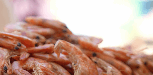 Camarón de Escuinapa Hace Historia: Cocido y Directo a la Boca con Salsa Chiltepín y Limón…¡Riquísimo!