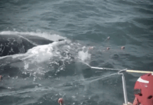 RABEN y MUNBA Participaron el Domingo Pasado en Rescate de Ballena Jorobada Enmallada en Cerritos