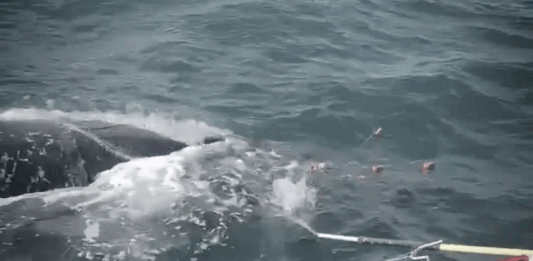 RABEN y MUNBA Participaron el Domingo Pasado en Rescate de Ballena Jorobada Enmallada en Cerritos