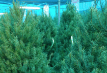 Para Muchos Ya Huele a Navidad y ya Están a la Venta Olorosos Pinos Naturales en Mazatlán