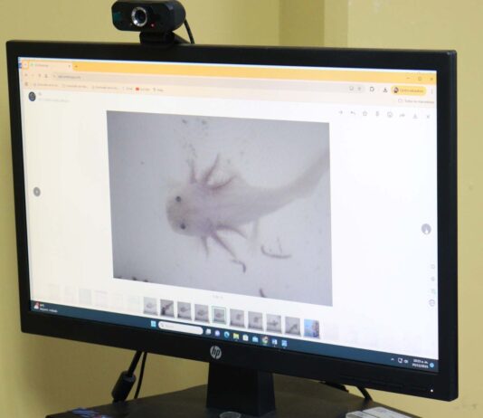 Investigadora de la UAS cultiva ajolotes en Sinaloa para desarrollar posible cura a enfermedades, por su poder de regeneración de tejidos u órganos