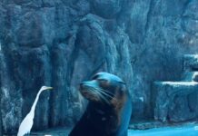 Gran Acuario Mazatlán fortalece el bienestar animal mediante capacitación especializada en lobos marinos