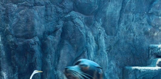 Gran Acuario Mazatlán fortalece el bienestar animal mediante capacitación especializada en lobos marinos