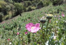 Marina colabora en acciones interinstitucionales y estratégicas para generar información sobre cultivos de amapola