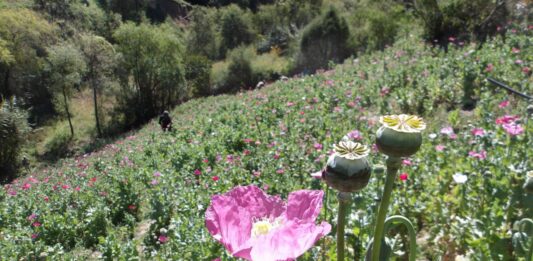 Marina colabora en acciones interinstitucionales y estratégicas para generar información sobre cultivos de amapola