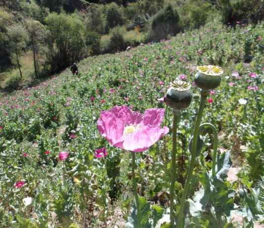 Marina colabora en acciones interinstitucionales y estratégicas para generar información sobre cultivos de amapola