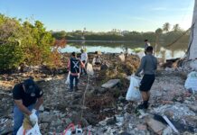 Mazatlán refuerza acciones ambientales con la última jornada del año “Cuidemos los Manglares”