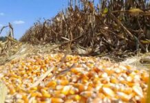 Propuesta de productores abre ruta de confrontación