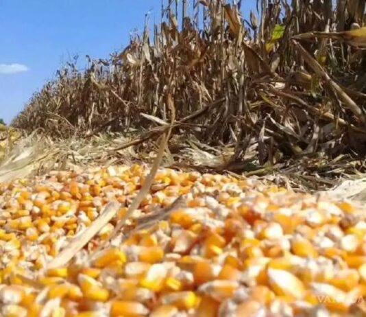 Propuesta de productores abre ruta de confrontación