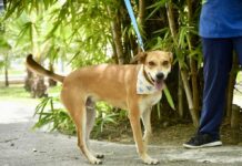 Ecología de Mazatlán fortalece acciones contra el maltrato animal y promueve adopción responsable