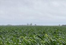 Lluvias invernales dañan cultivos de maíz en Sinaloa