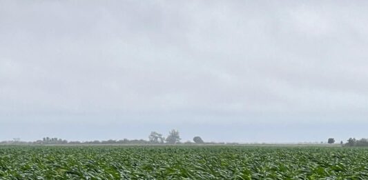 Lluvias invernales dañan cultivos de maíz en Sinaloa