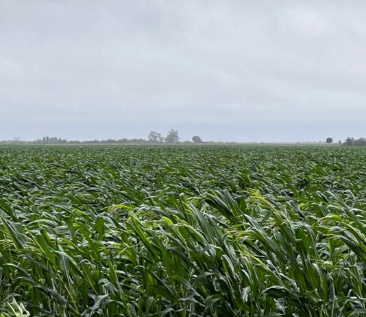 Lluvias invernales dañan cultivos de maíz en Sinaloa