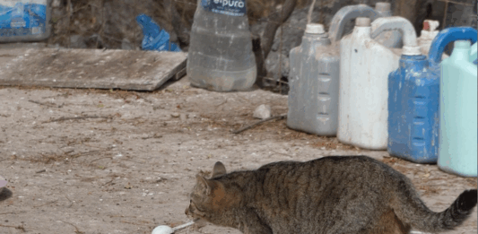 Sigue la Sobrepoblación de Gatos en el Faro y sus Alrededores
