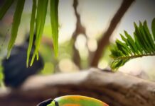 Tucanes: los nuevos embajadores de vida en el Gran Acuario Mazatlán