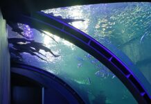 Gran Acuario Mazatlán: una experiencia que despierta emociones y conecta con la vida