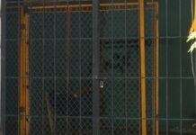 Instalan Celdas para los “Meones” en Carnaval de Mazatlán, Informa Coordinador de Jueces