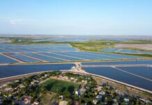 Fortalece Sinaloa la acuacultura con el establecimiento de periodos de siembra y cosecha de camarón para el ciclo 2026