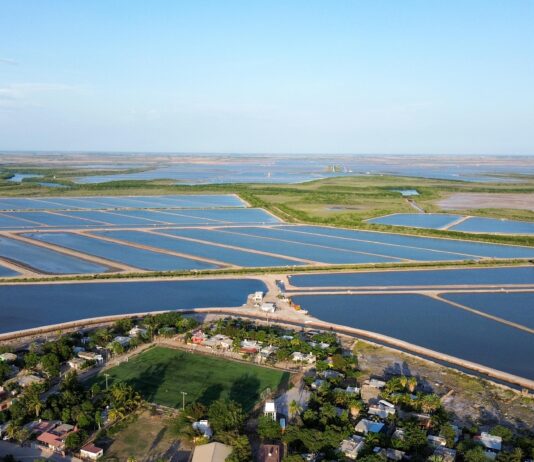 Fortalece Sinaloa la acuacultura con el establecimiento de periodos de siembra y cosecha de camarón para el ciclo 2026