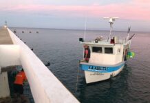 Marina, en coordinación con CONAPESCA, retiene precautoriamente aproximadamente 130 kilogramos de tiburón en el Área Natural Protegida Islas Marías