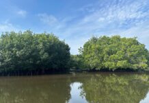 Recorridos ecológicos invitan a conocer y proteger los manglares de Mazatlán