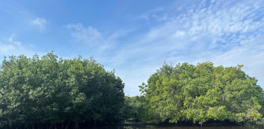 Recorridos ecológicos invitan a conocer y proteger los manglares de Mazatlán