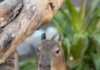 Tiernas capibaras se roban el corazón de los visitantes del Gran Acuario