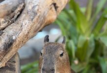 Tiernas capibaras se roban el corazón de los visitantes del Gran Acuario
