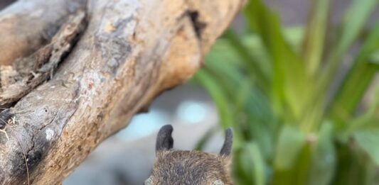 Tiernas capibaras se roban el corazón de los visitantes del Gran Acuario