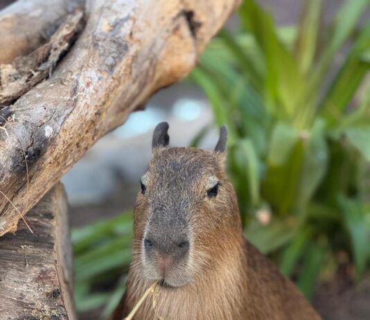 Tiernas capibaras se roban el corazón de los visitantes del Gran Acuario