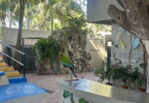 Teatro de Aves, una experiencia imperdible en el Gran Acuario Mazatlán