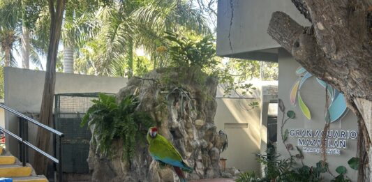Teatro de Aves, una experiencia imperdible en el Gran Acuario Mazatlán