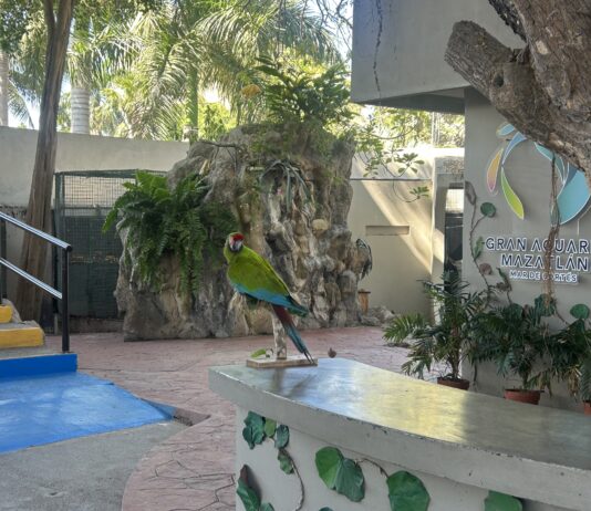 Teatro de Aves, una experiencia imperdible en el Gran Acuario Mazatlán