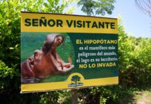 AZCARM pide a Colombia frenar sacrificio de hipopótamos y retomar plan de reubicación