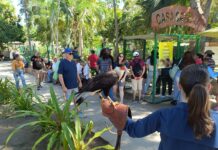 El Gran Acuario Mazatlán presenta nuevas experiencias y embajadores a sus visitantes.