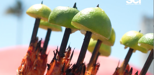 Y Usted Ya Probó los “Camarones Embarazados”?, de Moda en Playas de Mazatlán