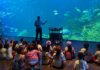 Gran Acuario Mazatlán: donde la educación ambiental cobra vida y transforma generaciones