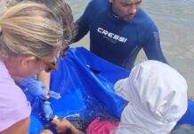 Escuadrón Acuático atiende dos reportes de fauna marina en Mazatlán