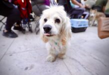 Secretaría de Salud llama a reforzar medidas preventivas contra la rickettsiosis
