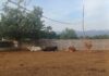Alertan por inminente llegada del gusano barrenador a Sinaloa, también a afecta a los humanos