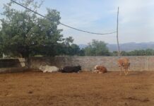 Alertan por inminente llegada del gusano barrenador a Sinaloa, también a afecta a los humanos