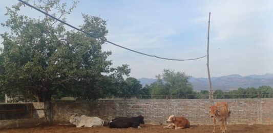 Alertan por inminente llegada del gusano barrenador a Sinaloa, también a afecta a los humanos