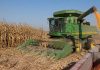 Informa Secretario de Agricultura de Sinaloa Ismael Bello Esquivel apertura de ventanillas para el apoyo a la comercialización de maíz blanco 2025-2026