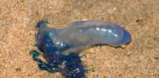 ¡Cuidado Bañistas!… Apareció este Fin de Semana en Algunas Playas de Mazatlán una Plaga de “Quemadores”