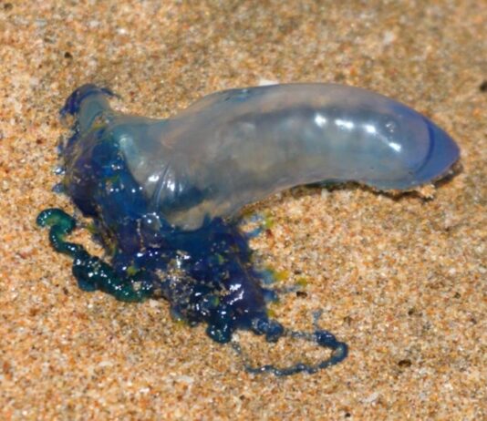 ¡Cuidado Bañistas!… Apareció este Fin de Semana en Algunas Playas de Mazatlán una Plaga de “Quemadores”
