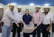 Entrega gobernadora Yeraldine semilla de sorgo a más de 3 mil 800 ganaderos de Sinaloa