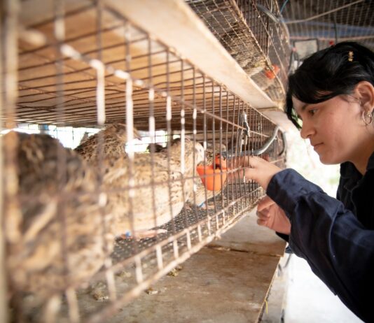 Ofrece la Facultad de Medicina Veterinaria y Zootecnia de la UAS amplia gama de servicios profesionales y de diagnóstico con alto impacto social