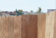 La Rehabilitación de la Vieja Carpa Olivera Va Lenta… Pero Segura