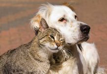 Ecología atiende hasta 30 denuncias de maltrato animal por semana