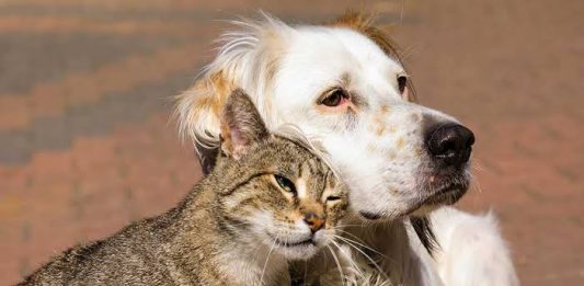 Ecología atiende hasta 30 denuncias de maltrato animal por semana